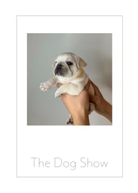 The Dog Show - Photo zine