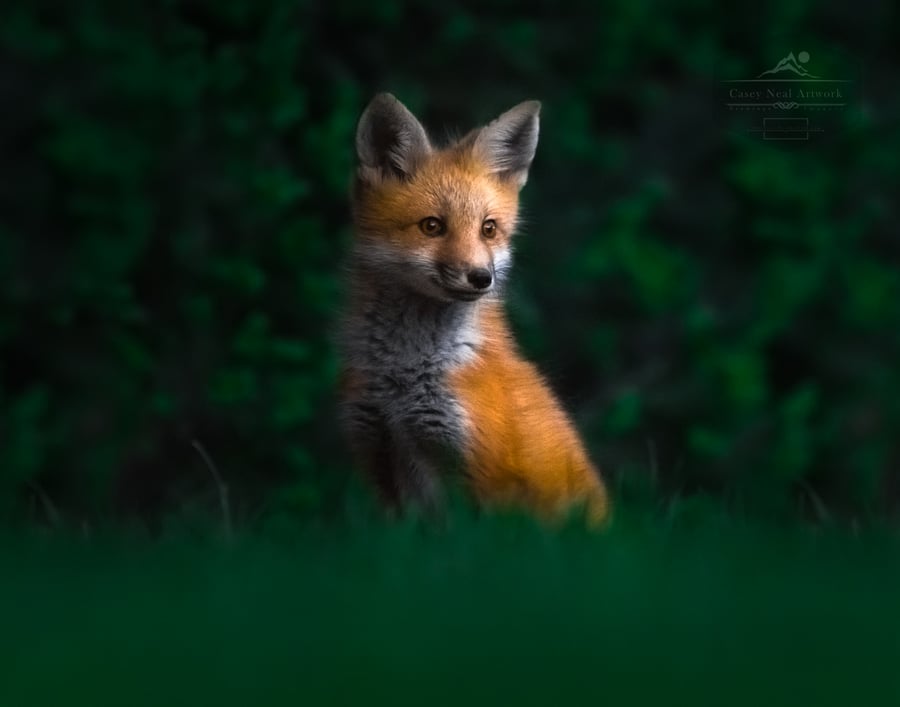 Image of A Young Fox