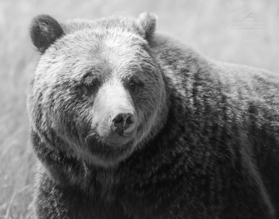 Image of Grizzly Portrait