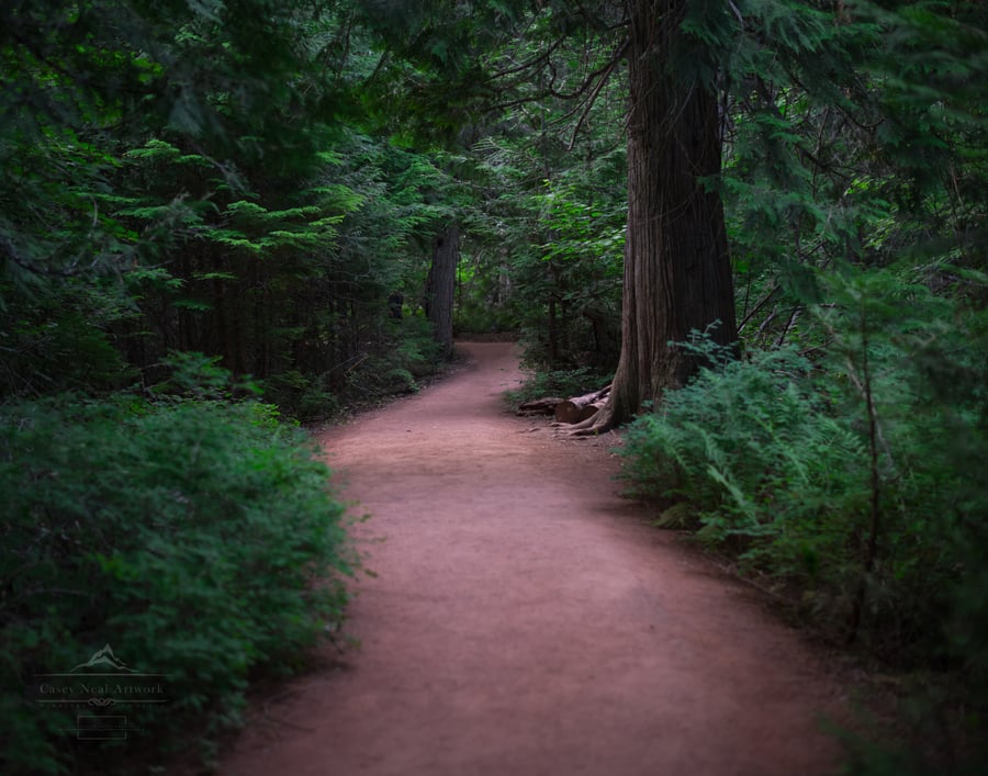 Image of Trail of the Cedars