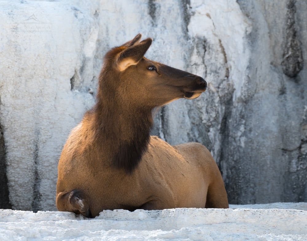 Image of Mammoth Elk