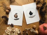 Image 1 of Eurasian Blackbirds