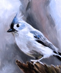 Tufted Titmouse