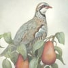 Original Artwork: Partridge in a Pear Tree