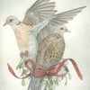 Original Artwork: Two Turtle Doves