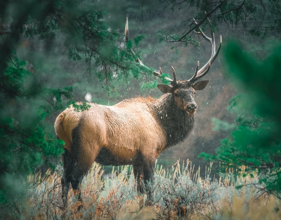 Image of Teton Bull