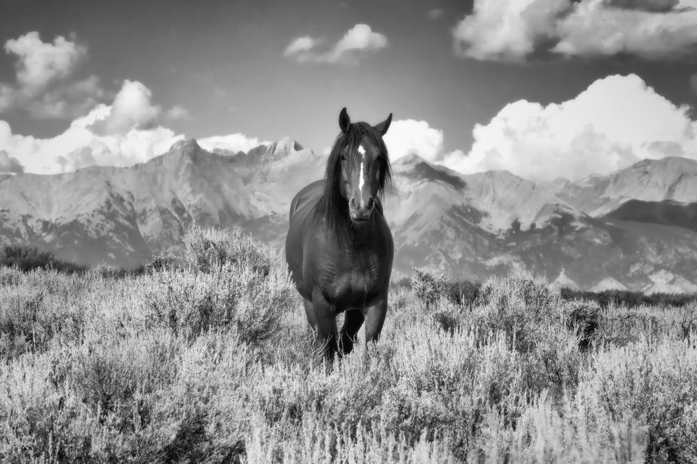 Image of King of the Rockies