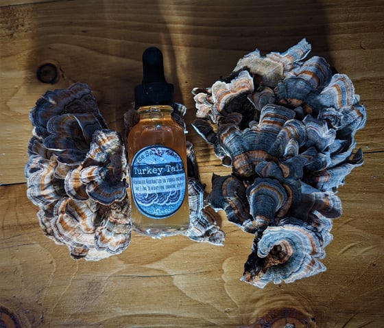 Image of Turkey Tail Extract