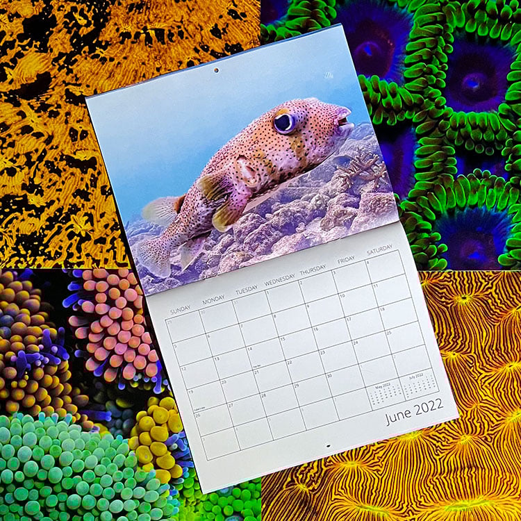 Coral City Camera 2022 Calendar / Coral Morphologic