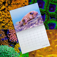 Coral City Camera 2022 Calendar