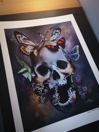 Image 1 of Butterfly