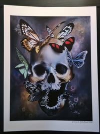 Image 2 of Butterfly