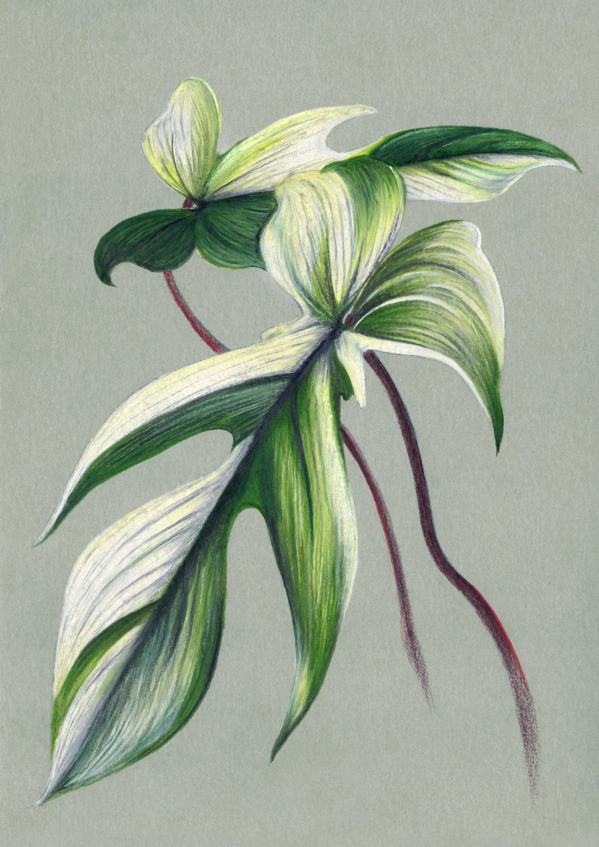 Image of Philodendron Florida
