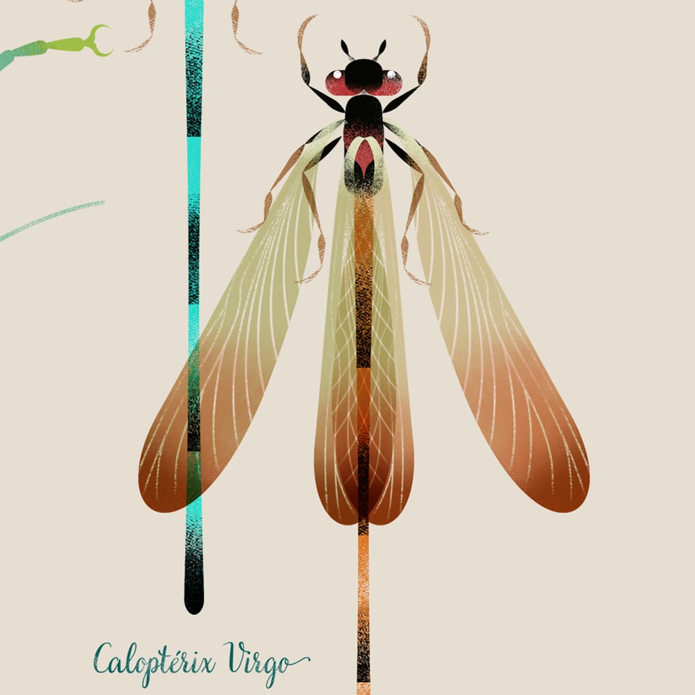Image of Planche d'Insectes Encre Pigmentaire