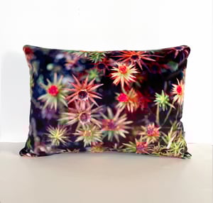 Image of Starry mosses, printed velvet cushion