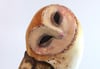 Barn Owl Sculpture ~ Sweet P