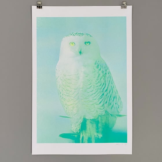 Image of Risograph Print - Snowy Owl (Owl Foundation Fundraiser)