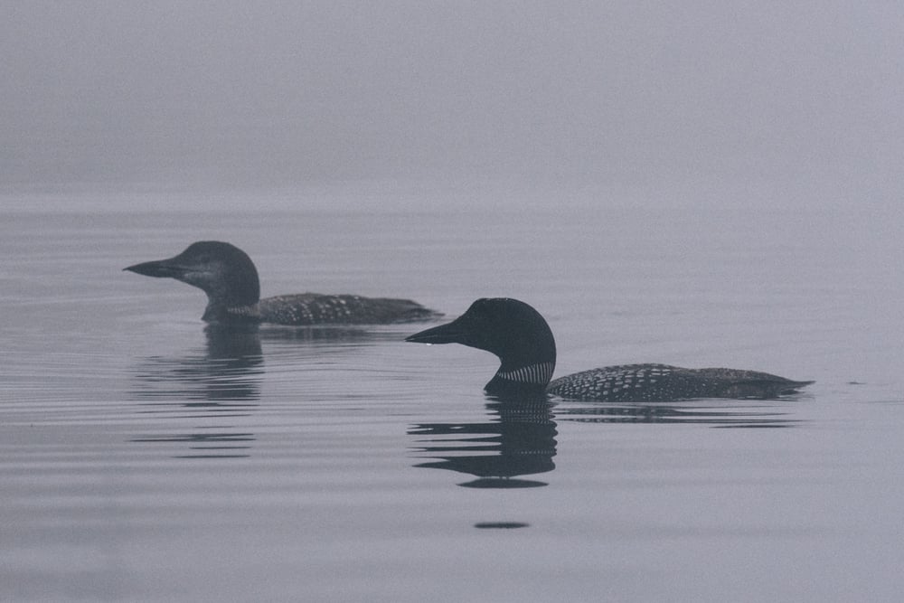 Image of something lies hidden in this shroud