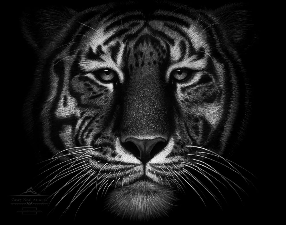 Image of Charcoal Tiger
