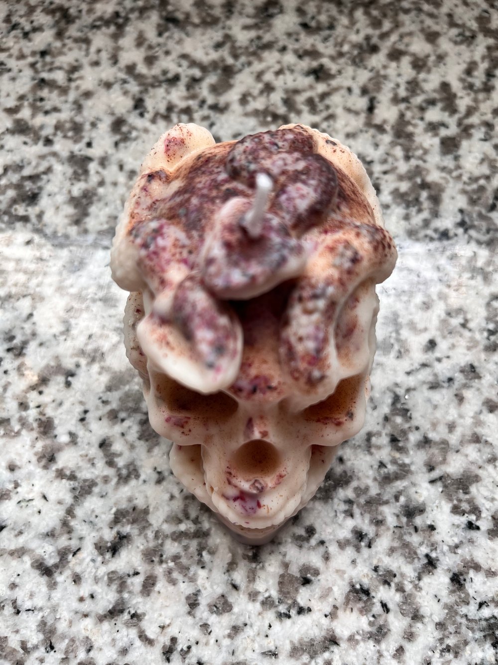 Brown suga snake skull