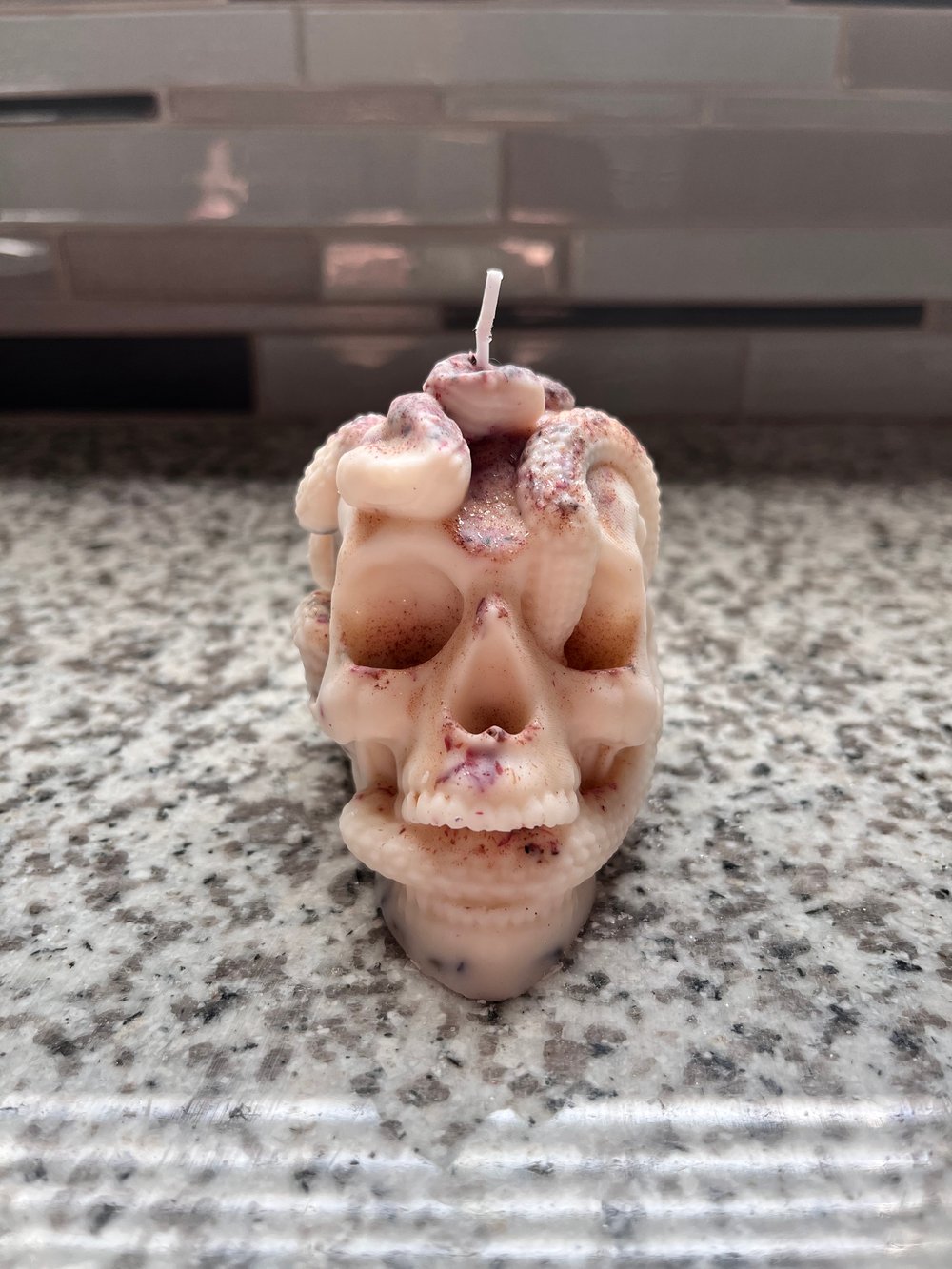 Brown suga snake skull