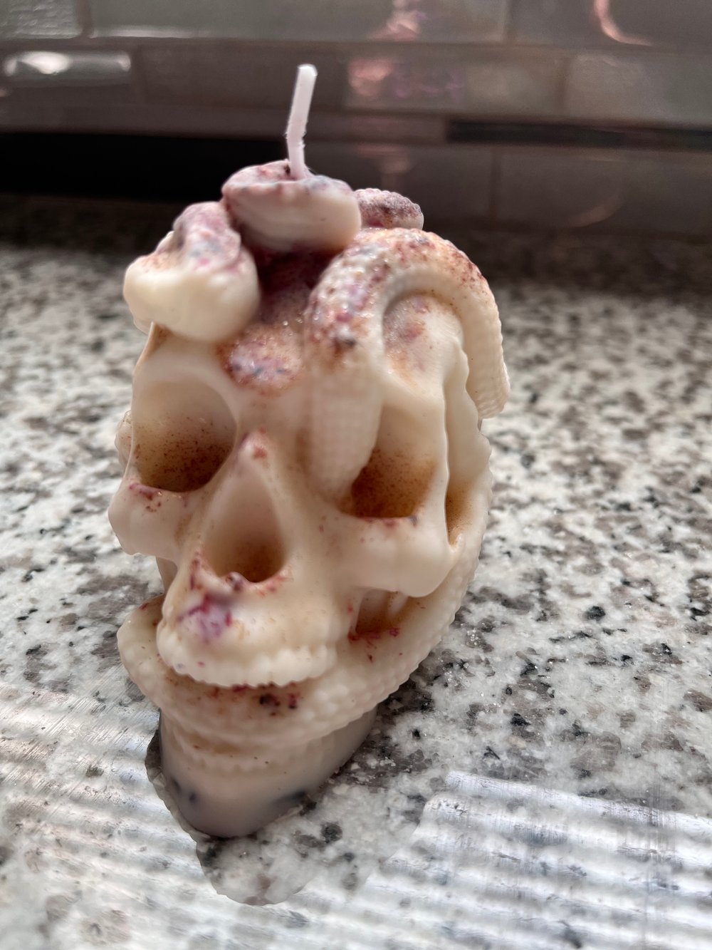 Brown suga snake skull