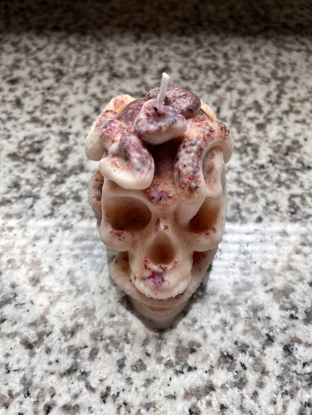 Brown suga snake skull