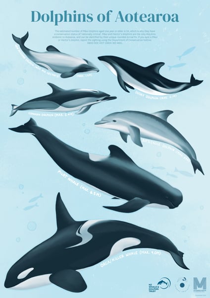 Image of Dolphins of Aotearoa poster