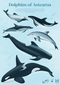 Dolphins of Aotearoa poster