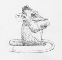 An emperor shrew (drawn on April Fool's Day)