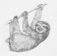 A brown-throated three-toed sloth