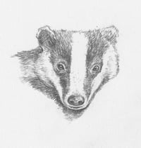 A badger