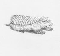 A pink fairy armadillo