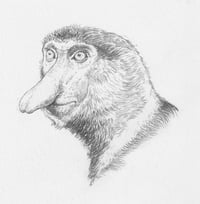 A proboscis monkey