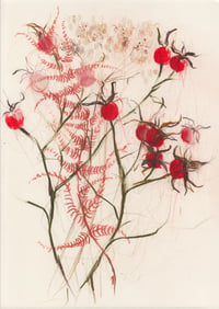 Rose hips