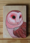Mr. Pink Barn Owl Painting