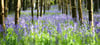 The Blue Bells on Lough Muckno