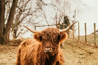 Image 2 of Highland Cow Mini Sessions