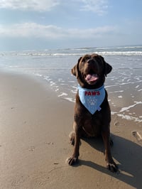 Image 3 of PAWS