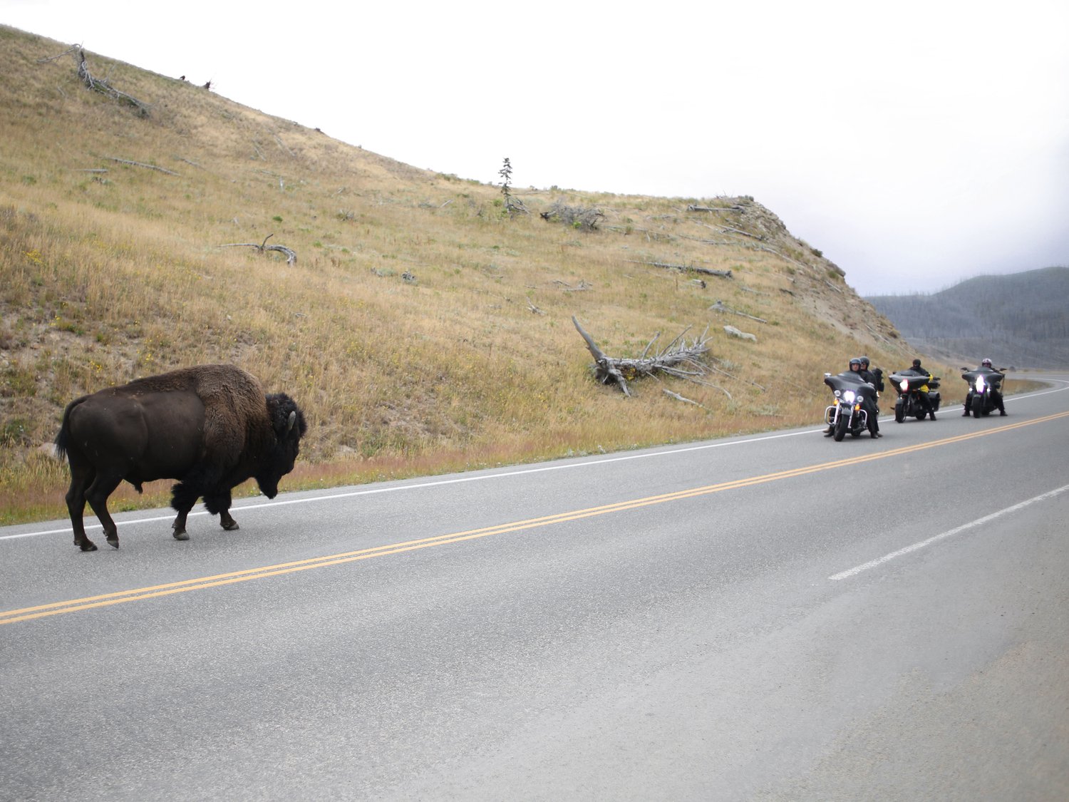 Tirage "Bison VS motos, Yellowstone" 18x24 cm