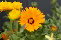 Image 1 of Calendula