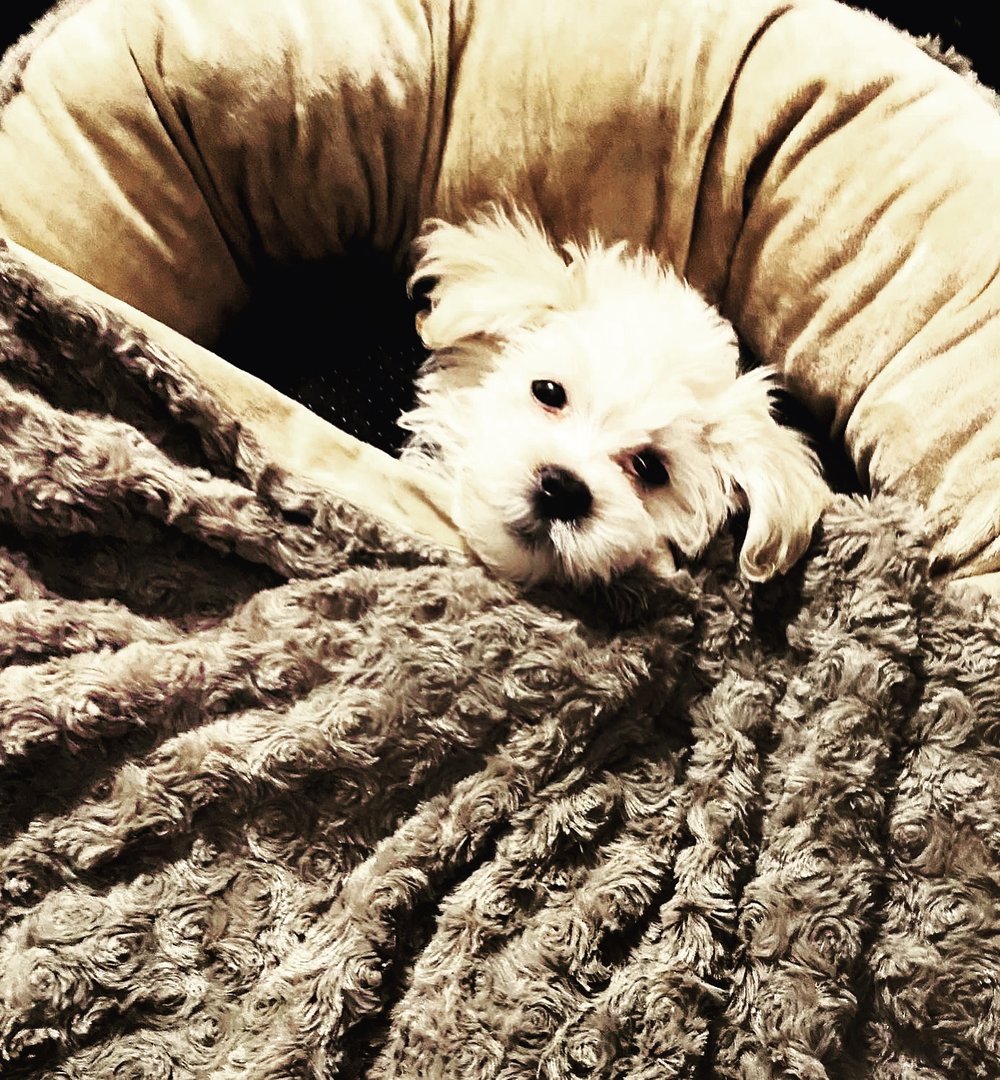 Image of Rocky