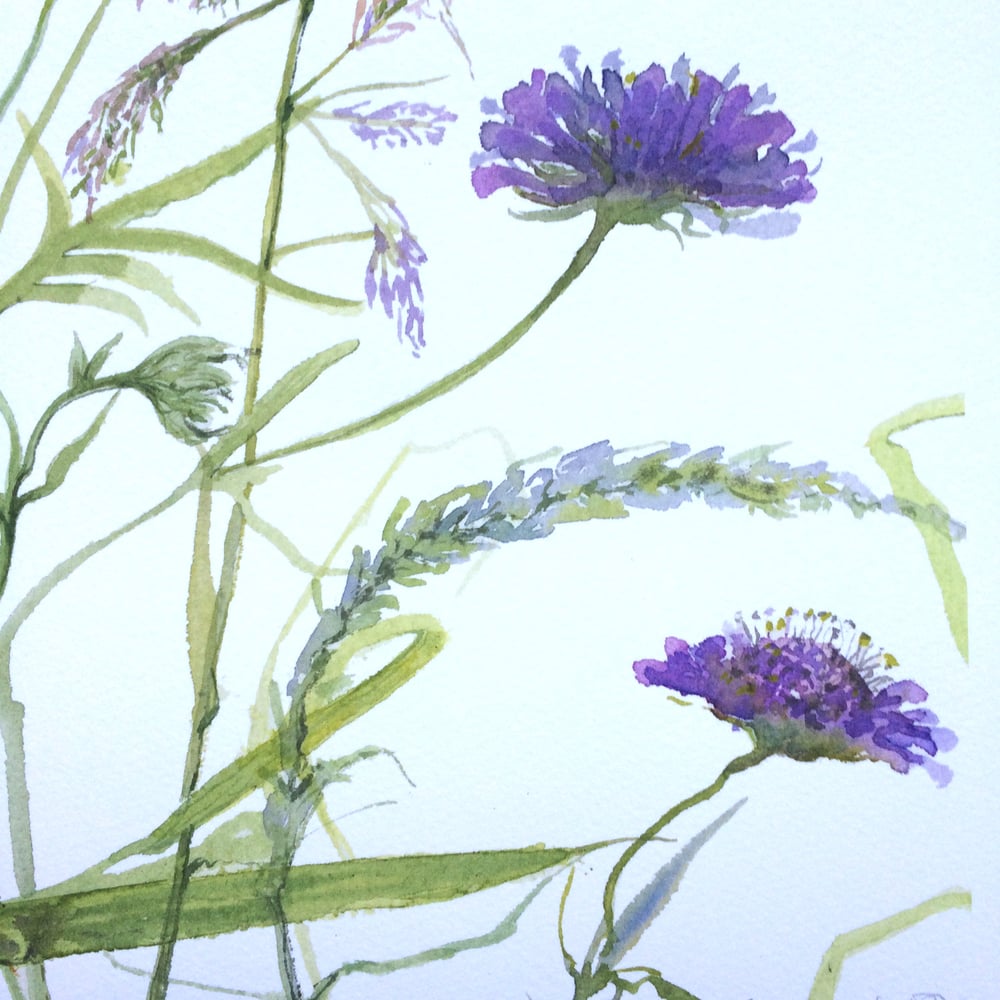 Image of Scabiosa and Grasses 