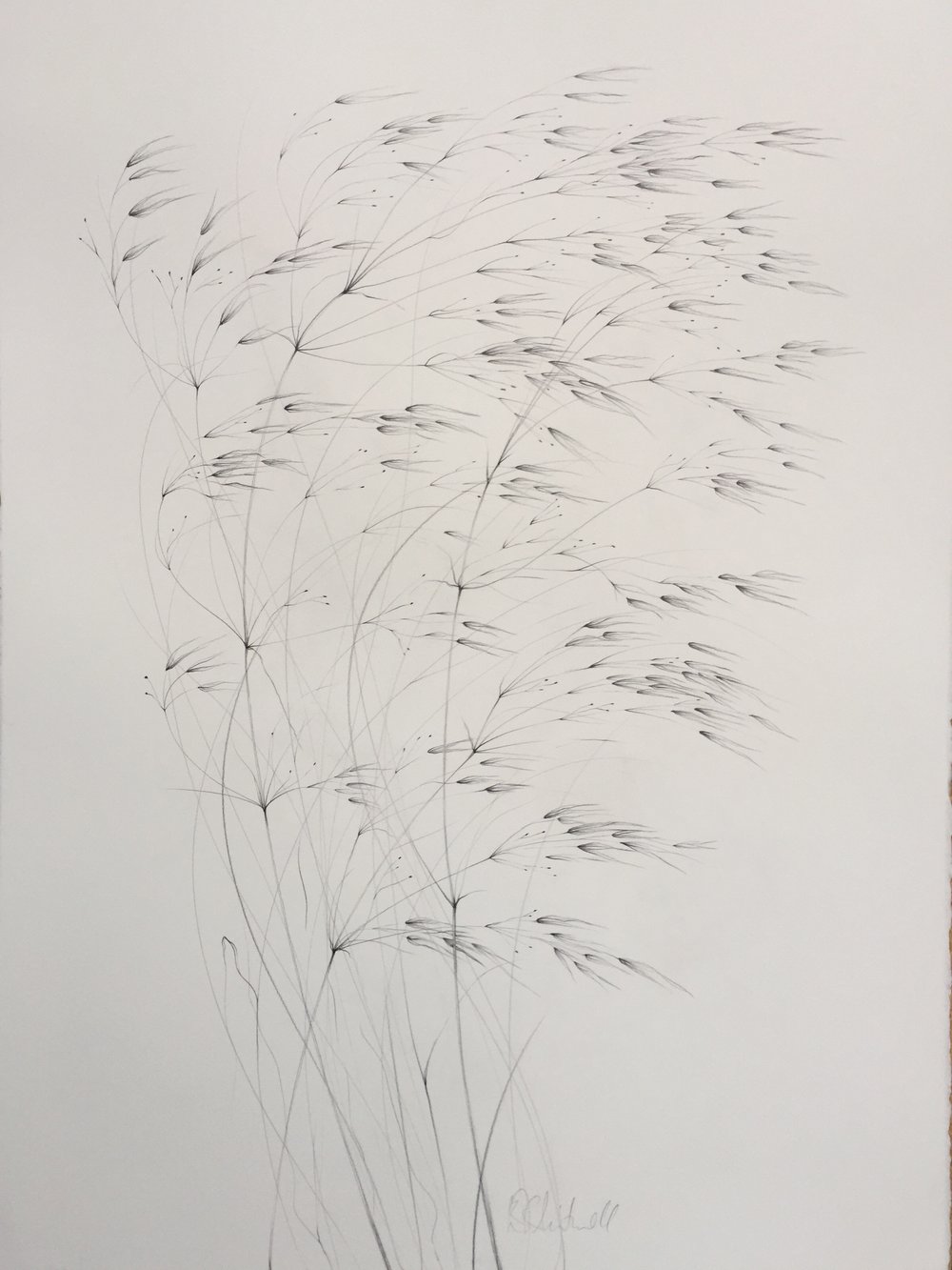 Image of Stipa Gigantea, Golden Oat Grass, original drawing 