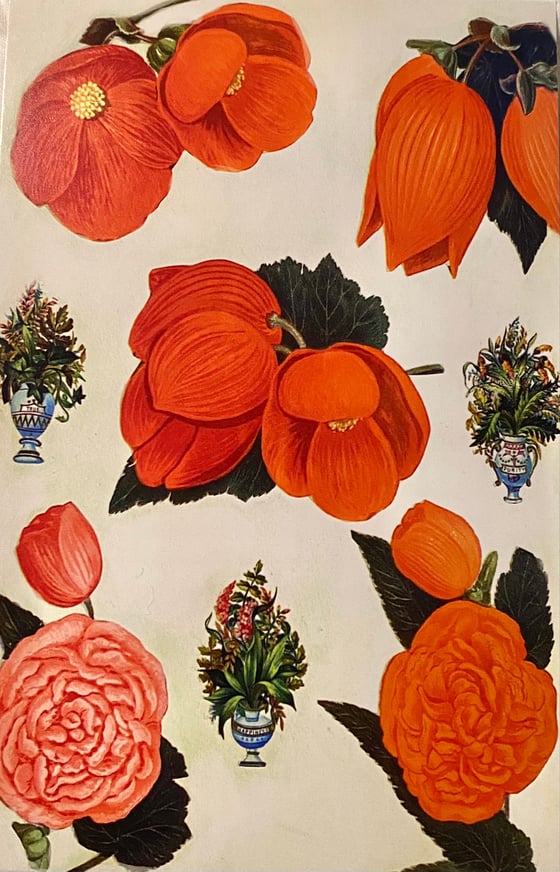 Image of Red Begonias