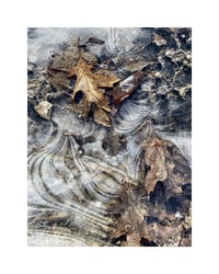 Ice and Oak Leaves
