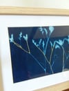 Statice, cyanotype sur tissu encadré