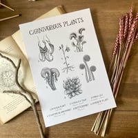 Image 1 of Carnivorous Plants A4 Print 