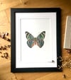 Procilla Beauty Butterfly