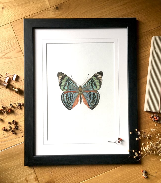 Procilla Beauty Butterfly